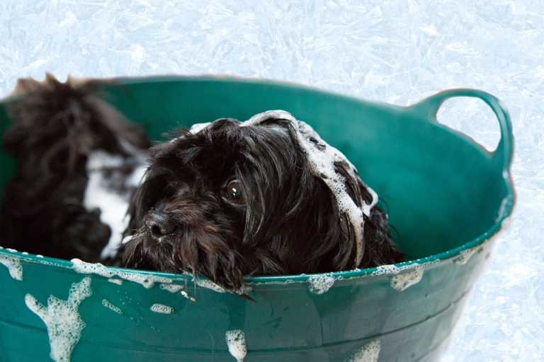 Bada och duscha hunden med schampo - hur ofta kan man göra det?