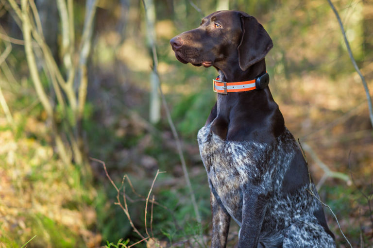 Bli kvitt med oron över att hunden ska försvinna