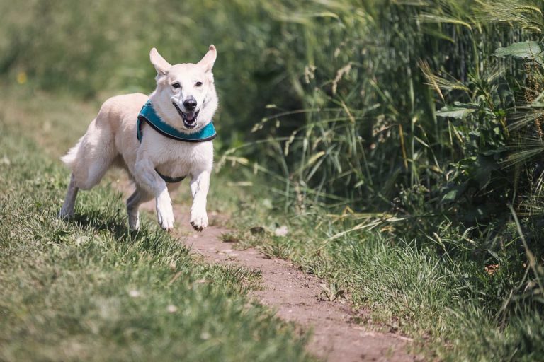 Min hund har fått en fästing – vad ska jag göra?